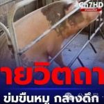 重口味！泰国裸体男深夜强奸怀孕母猪！-百家乐技巧策略-百家乐论坛