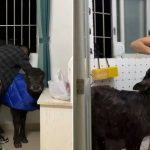 屋内养牛作伴引热议 中国男子： 时刻提醒自己别甘心做“ #牛马”-百家乐技巧策略-百家乐论坛