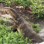 巨蜥啃食弃婴狠心母亲遭通缉!-百家乐技巧策略-百家乐论坛